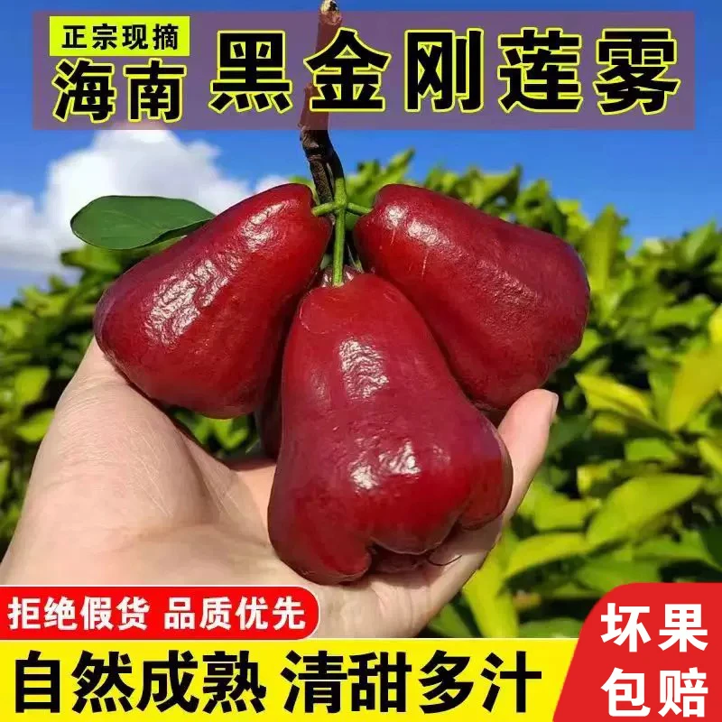 【包邮】海南黑金刚莲雾果新鲜水果当季树上熟三亚特产整箱现摘现发
