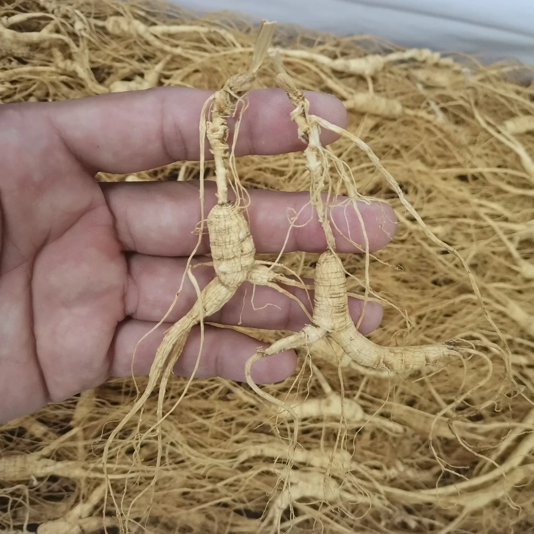 精品林下籽,带礼盒套装人参林下参晒参原生态食用顺丰包邮