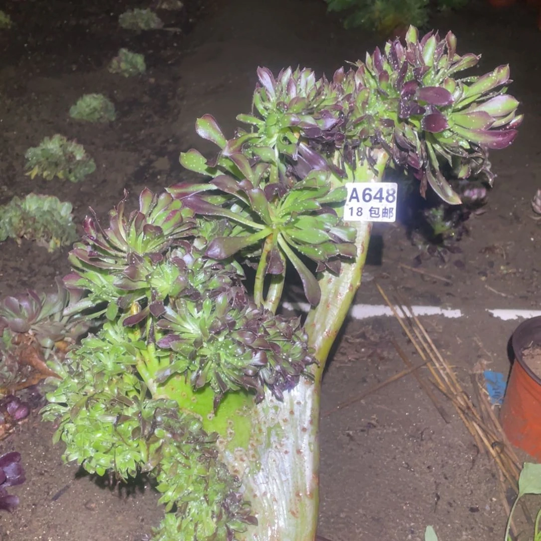 648黑法师缀化多肉