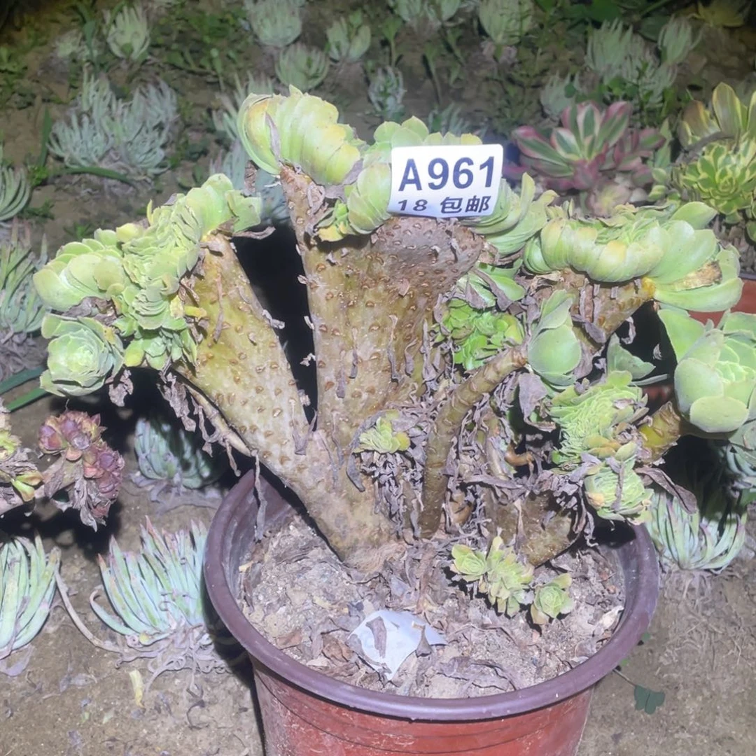 961绿羊绒缀30厘米