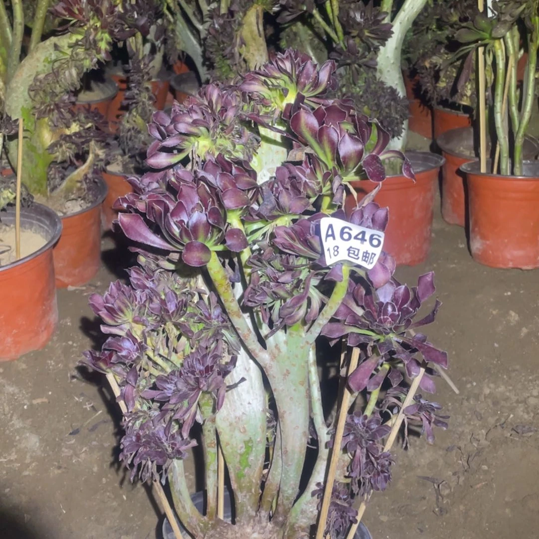 646黑法师缀化包开箱黑腐