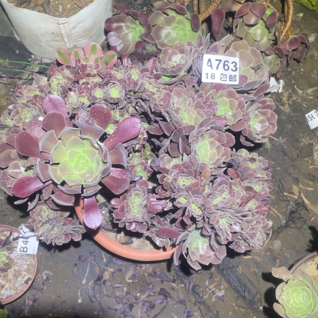 763欧紫缀不包损