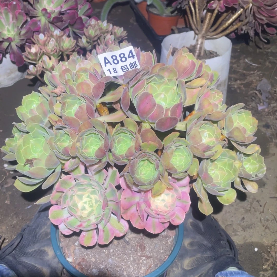 884粉女巫中斑阴阳