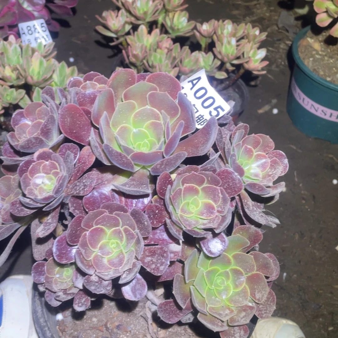 005欧嘉莉法师包开箱黑腐