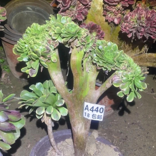 440嘉年华缀化法师