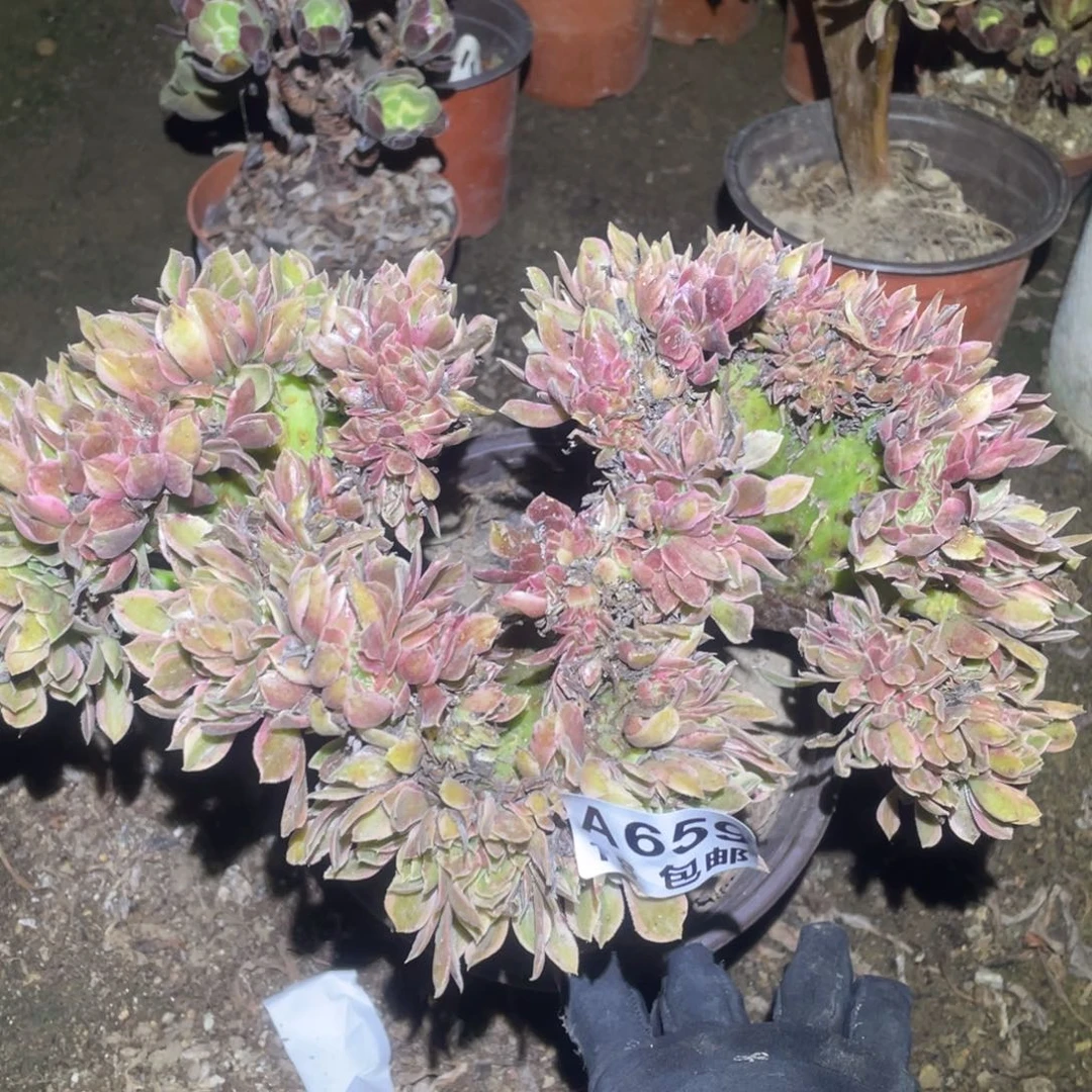 659女神缀27厘米