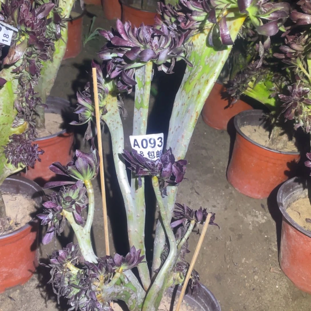 093黑法师缀化包开箱黑腐