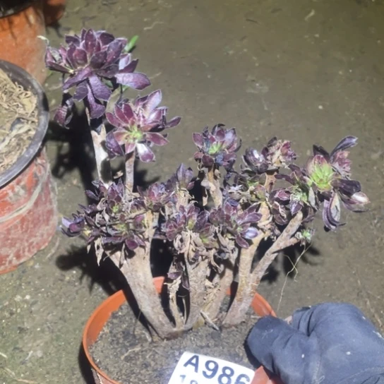 986黑法师缀化小的