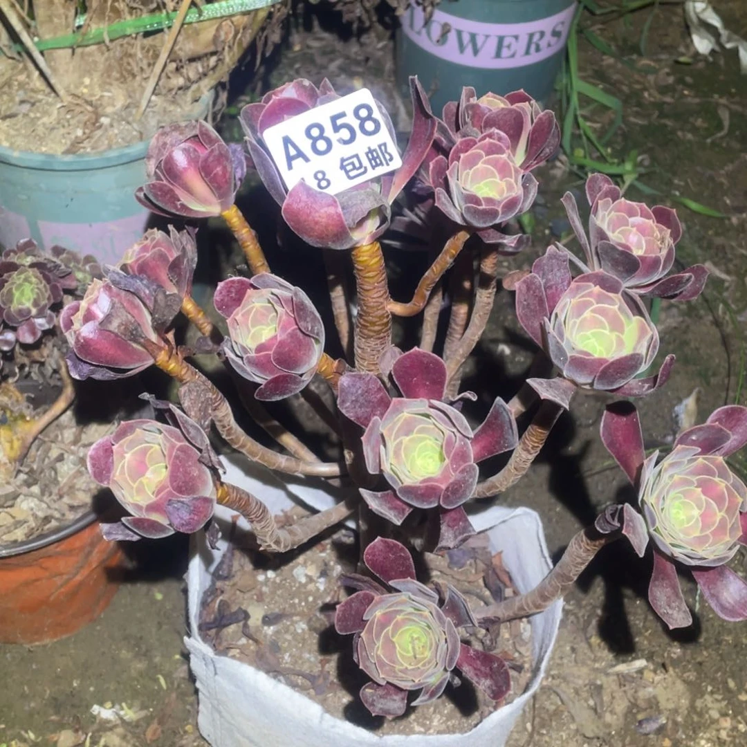 858欧嘉莉手捧包开箱黑腐