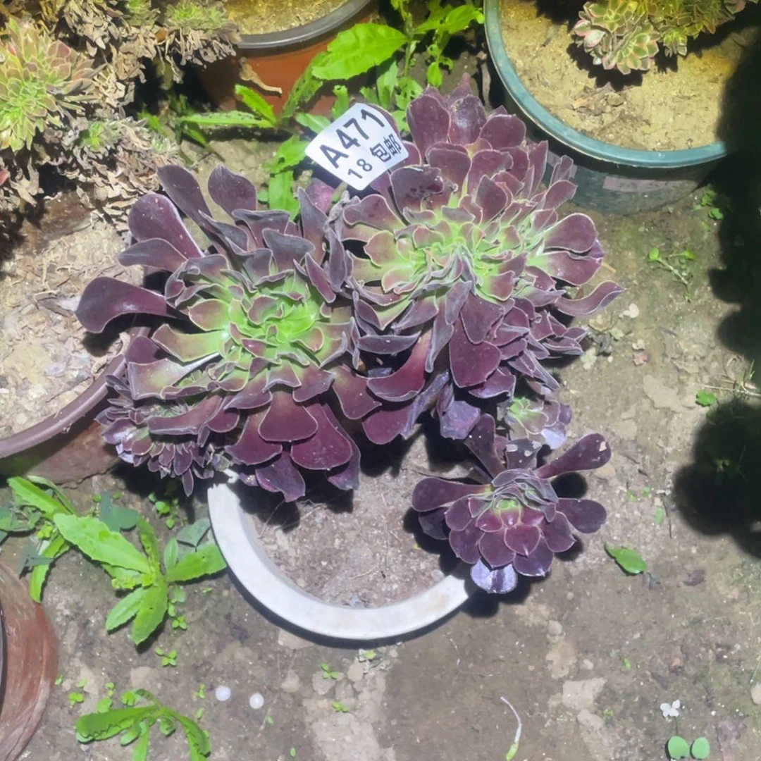 471欧紫缀法师多肉