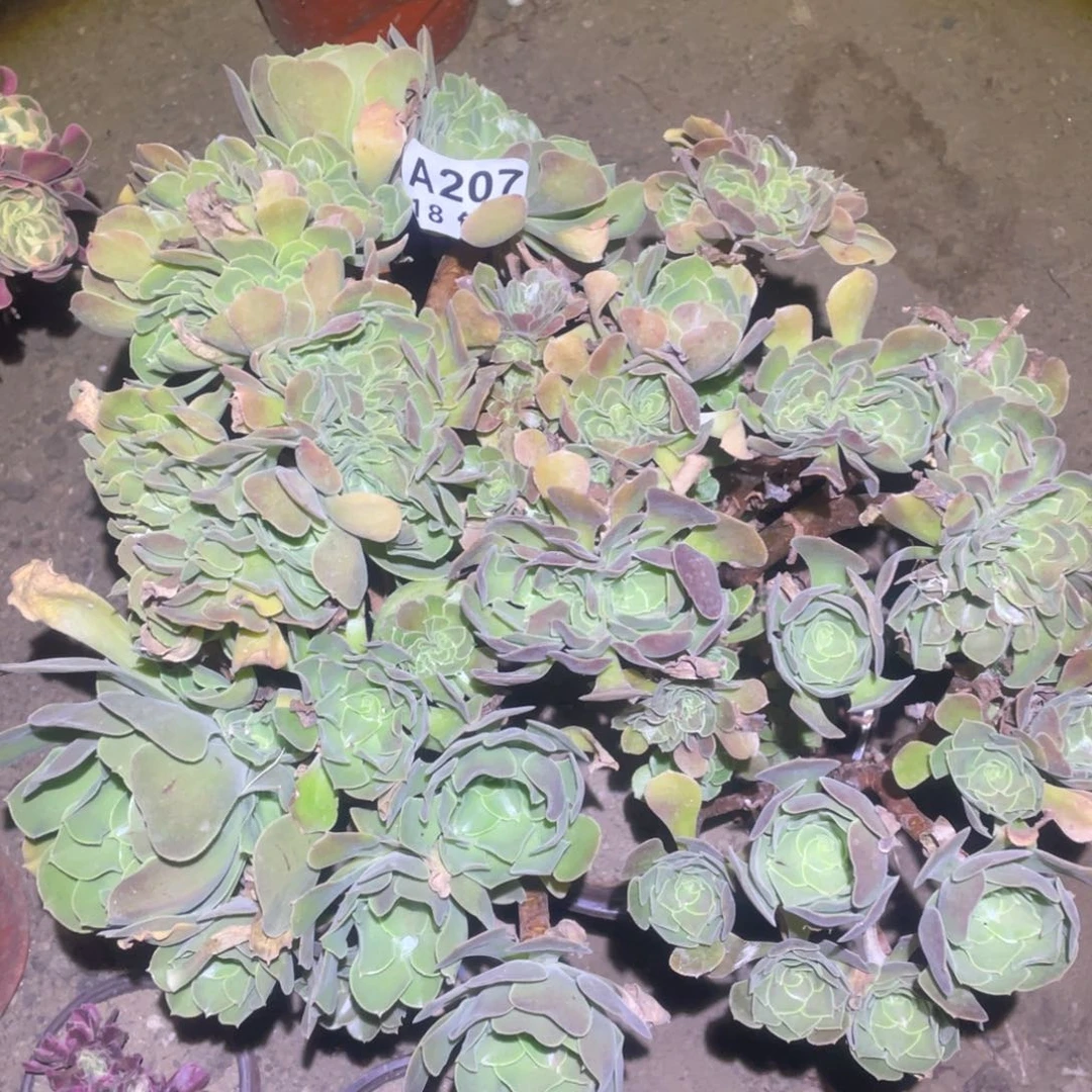 207玫瑰缀32厘米