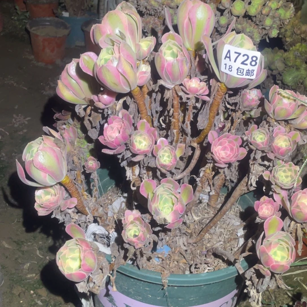 728粉女巫包开箱黑腐