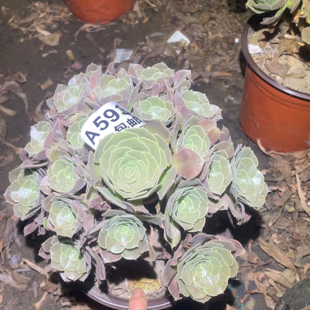 593玫瑰手捧19厘米