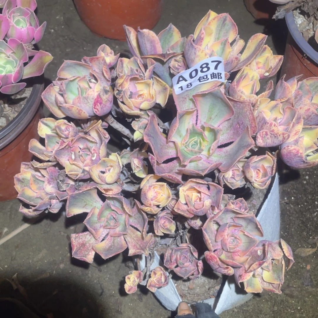 087青花瓷包开箱黑腐