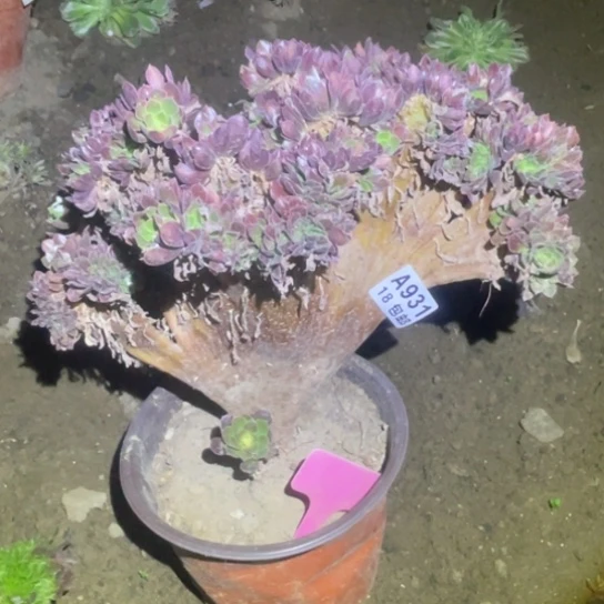 931雅典娜缀化法师29厘米