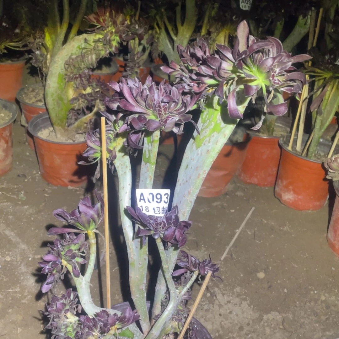 093黑法师缀化包开箱黑腐