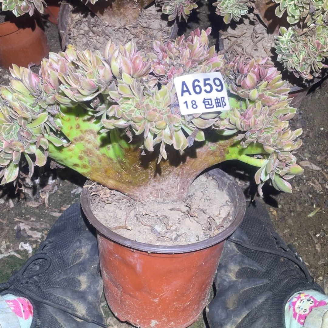659女神缀30厘米