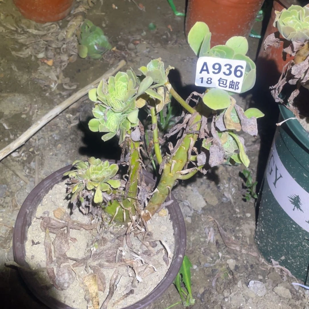 936绿羊绒缀18包邮
