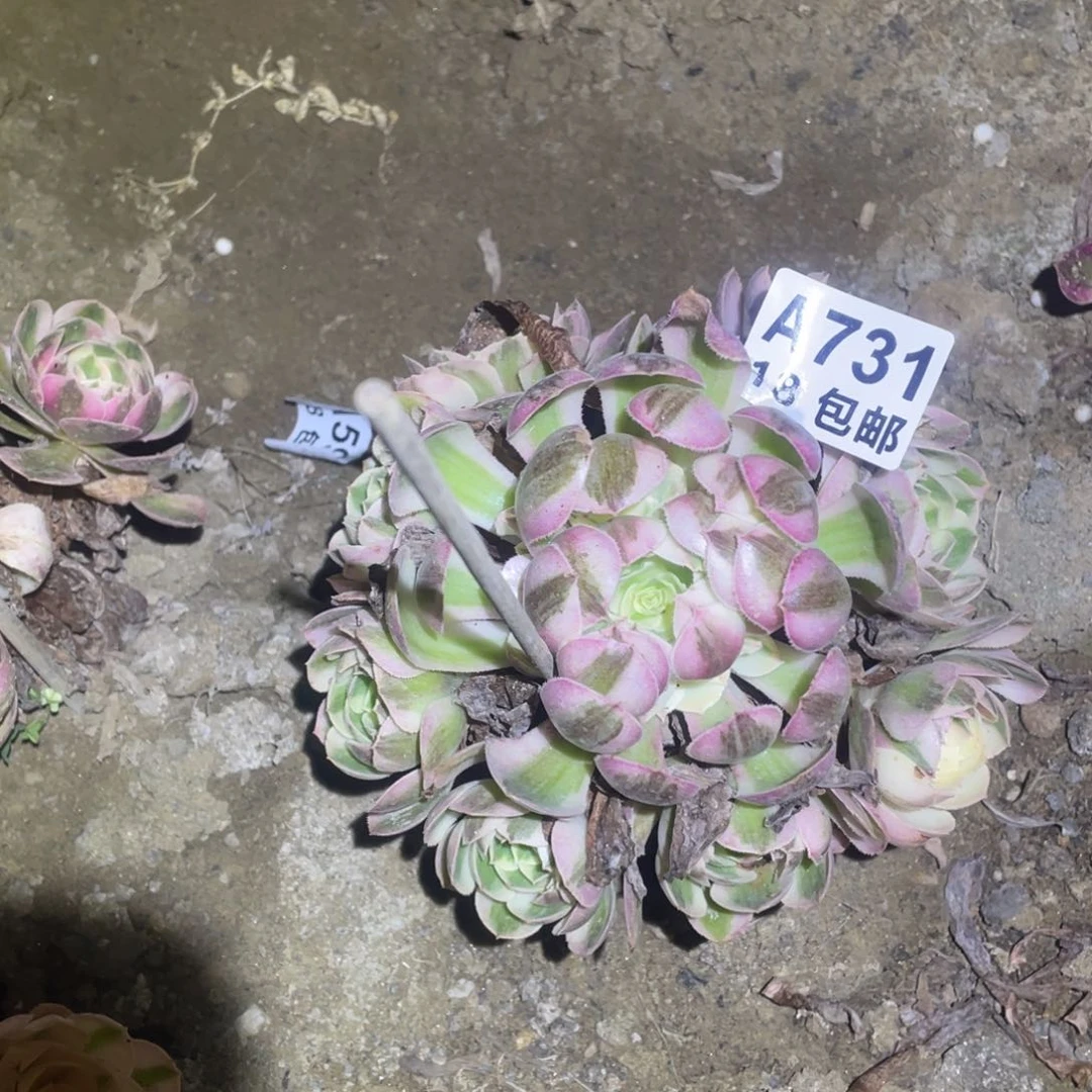 731倾城法师15厘米