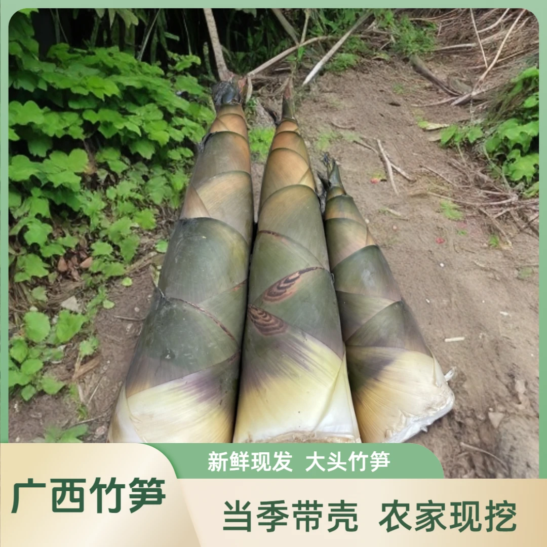 竹笋广西现挖新鲜大竹笋带壳大头苦竹笋食用麻竹笋新鲜酸笋1/3/斤
