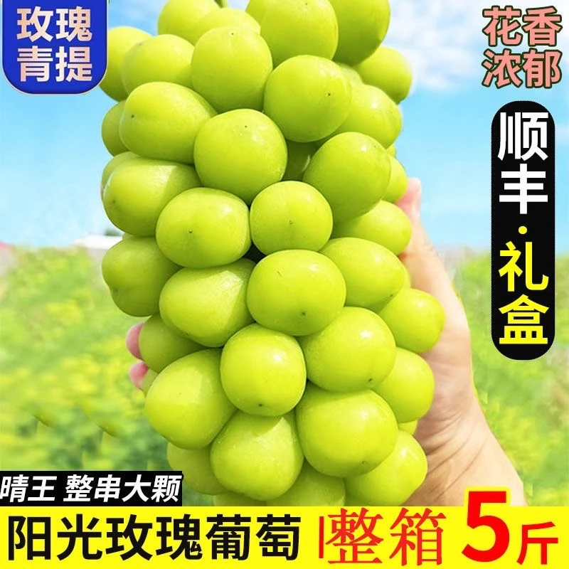 阳光玫瑰现摘新鲜正宗顺丰包邮中大果带箱5斤