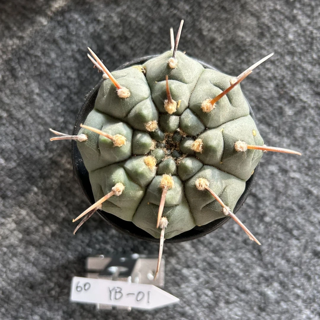 狂刺实生一本刺仙人球 6.4公分