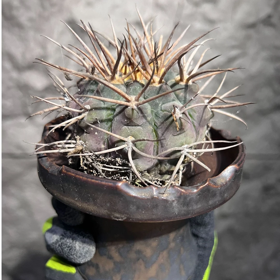 守金摩天龙（以实物为准一物一拍）