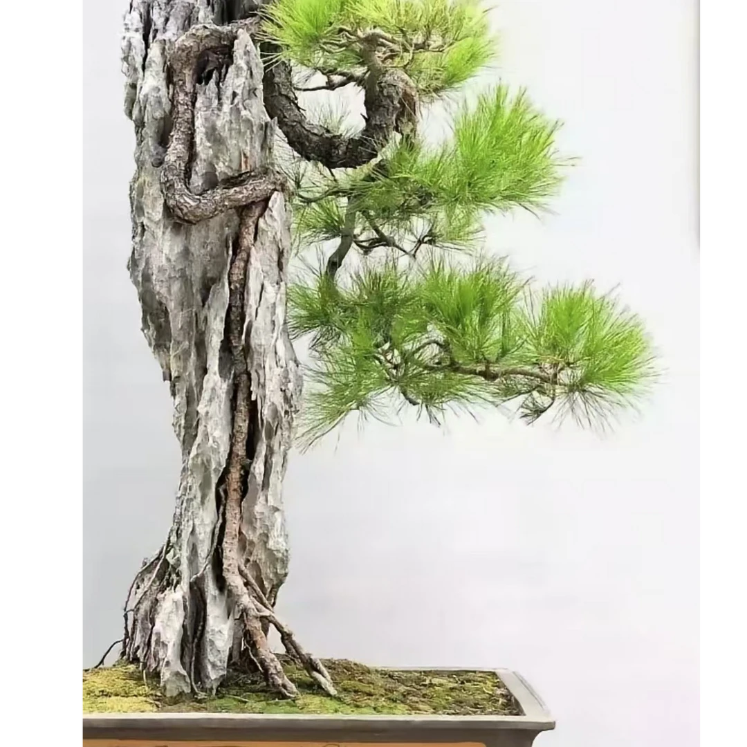 盆景附石，图片仅供参考