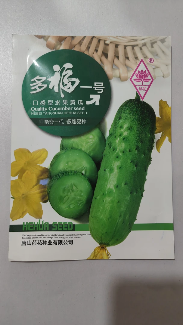 多福一号多雌品种水果黄瓜瓜长14-16厘米口感清香品质佳抗病性强