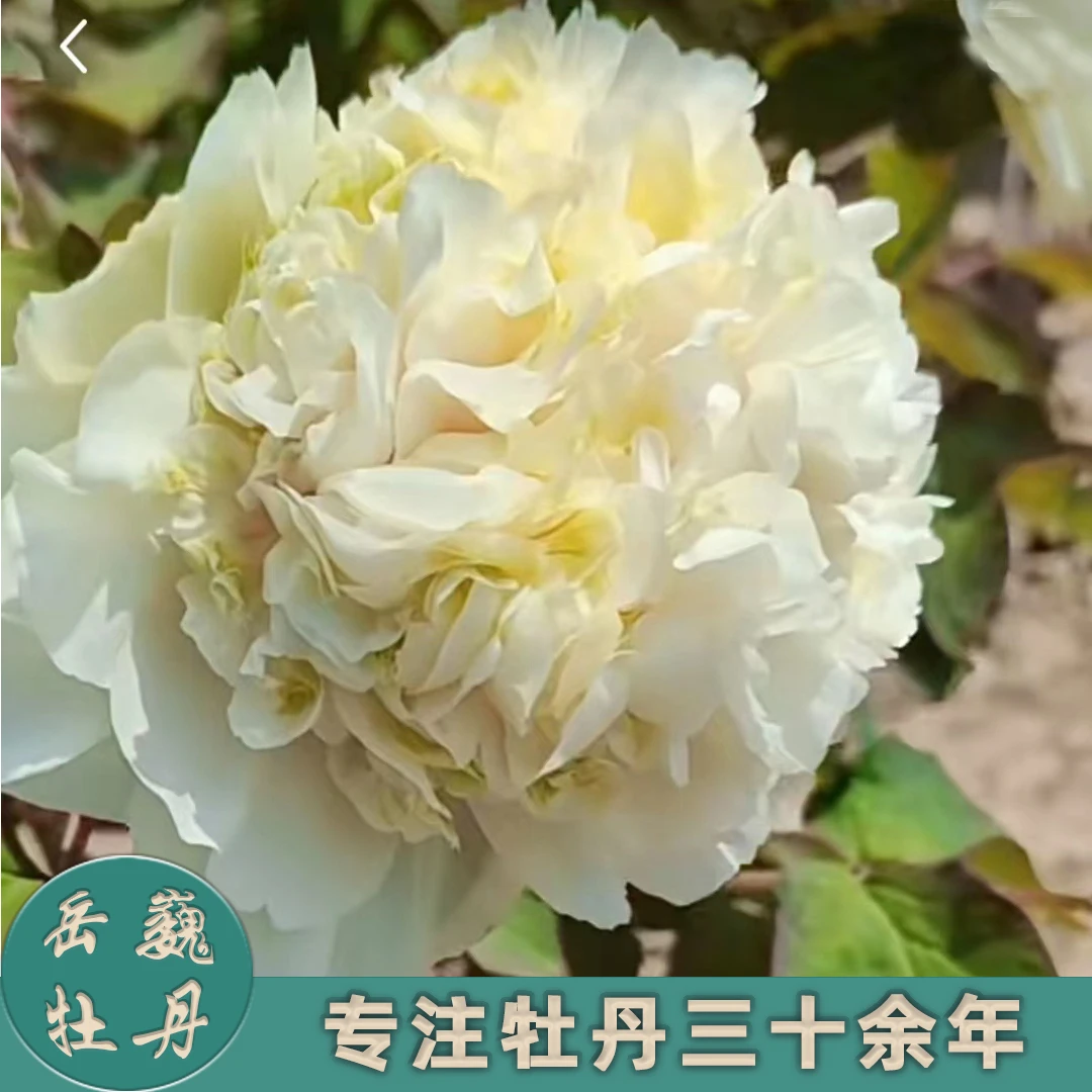 【黄翠羽】正宗盆栽洛阳重瓣多层观赏牡丹盆栽庭院种植花卉基地发货