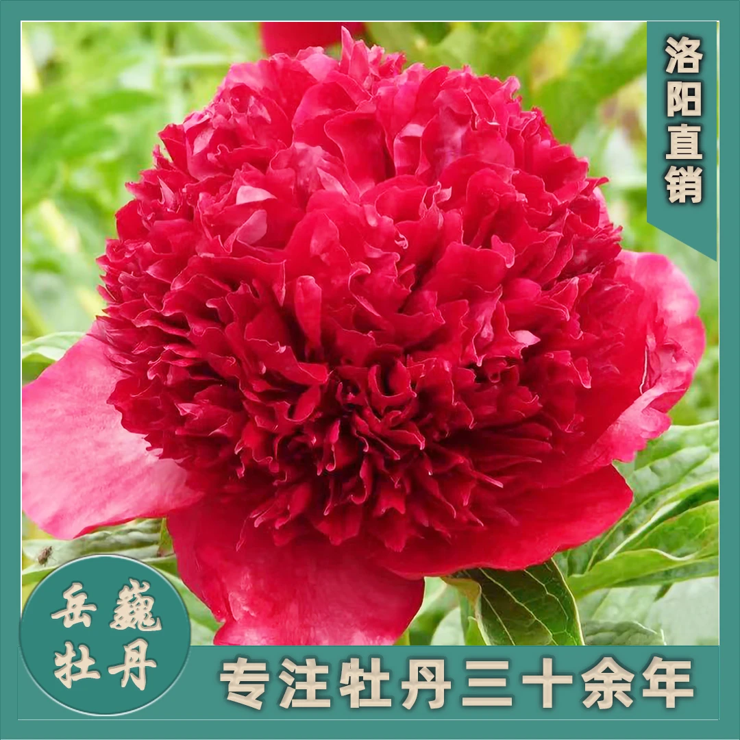 （进口芍药--红色魅力）裸根观赏重瓣多层大花芍药花卉大红色