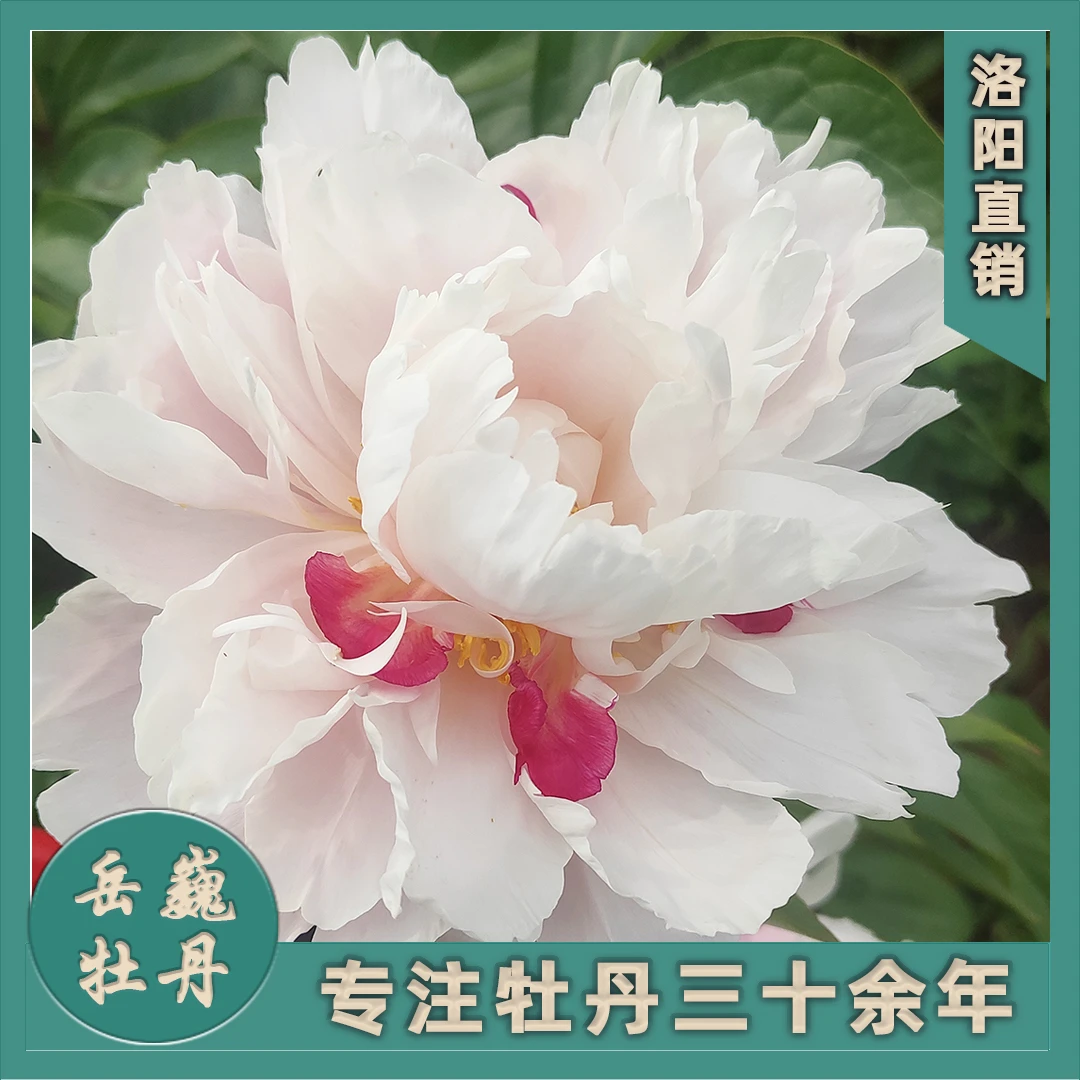 （芍药--粉凌红花）根块重瓣观赏芍药盆栽庭院种植花卉牡丹