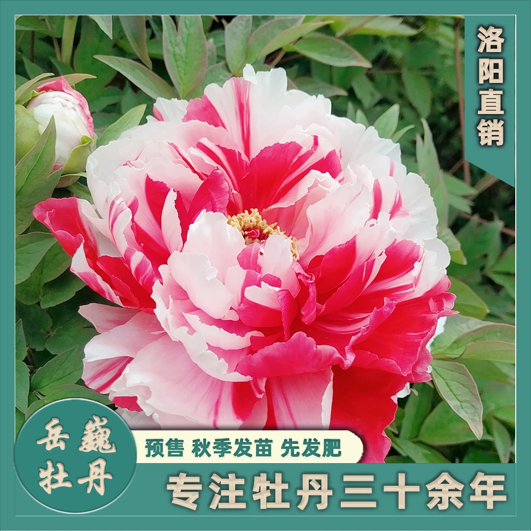 【复色系—岛锦】盆栽牡丹洛阳观赏重瓣花栽庭院种植花卉基地阳台