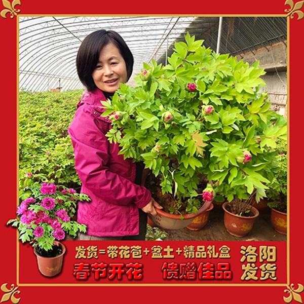 【年宵花牡丹】洛阳红盆栽带花苞春节开花礼品花卉