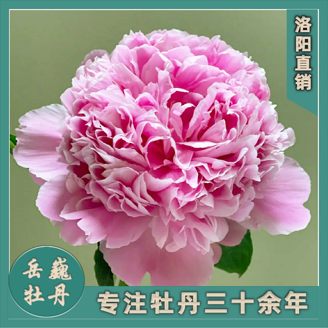 （芍药--蒙斯）裸根进口观赏重瓣多层大花芍药盆栽庭院种植花卉