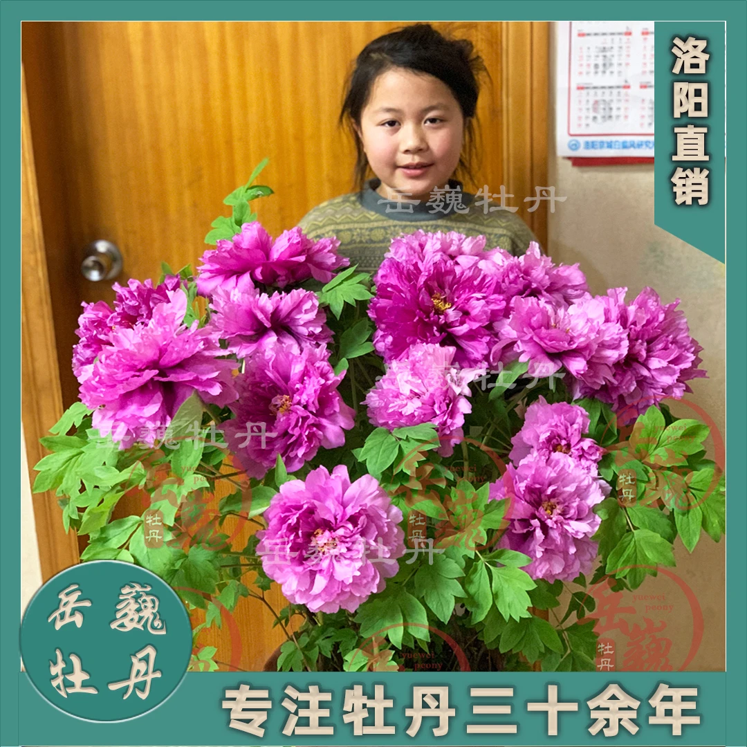【精品大盆--年宵花洛阳】盆栽洛阳观赏重瓣牡丹基地直发原盆原土