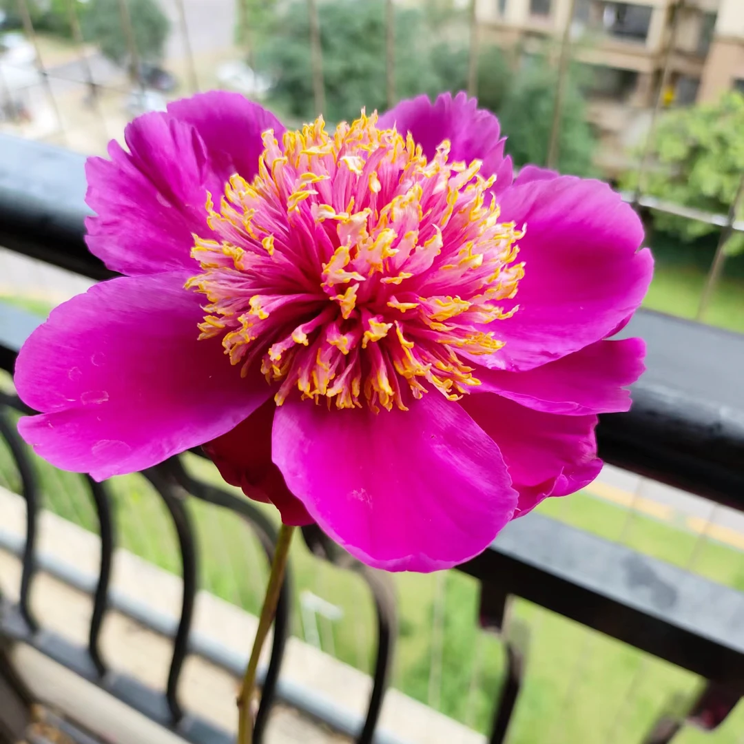 【芍药--金光闪烁】盆栽观赏重瓣大花庭院盆栽种植根块基地花卉