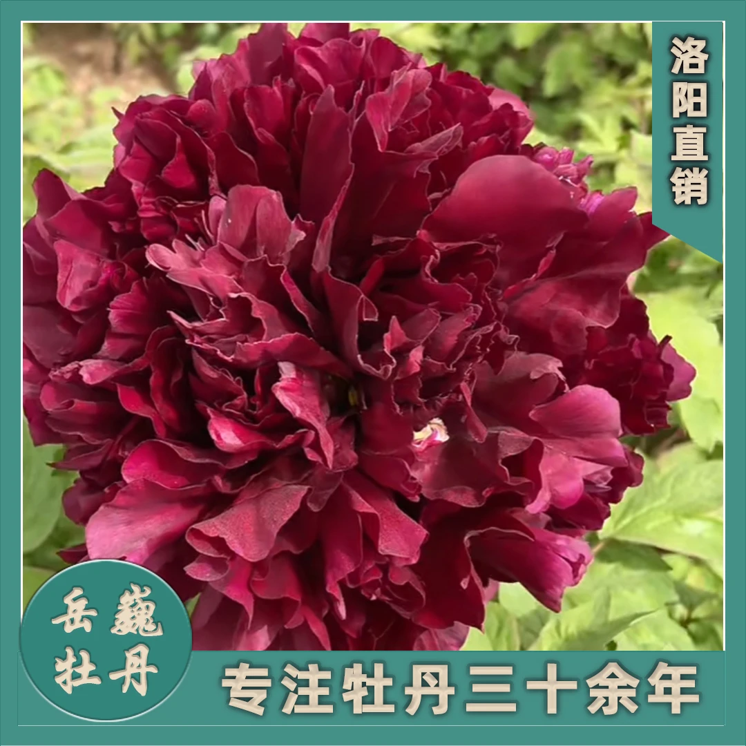 【黑色系--黑夫人】盆栽进口观赏牡丹重瓣紫光红色大花盆栽庭院种植