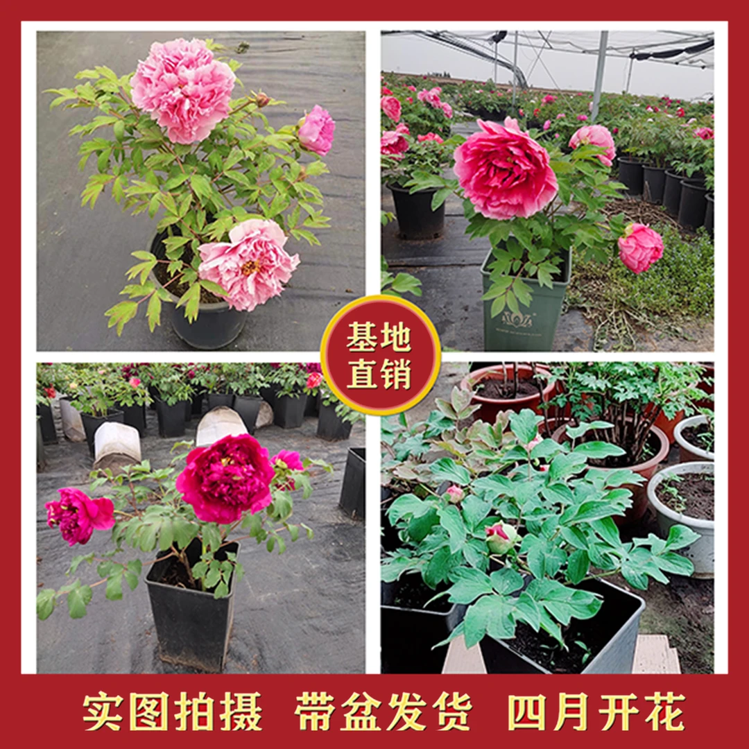 盆栽-洛阳重瓣观赏牡丹四月开花庭院种植花卉粉色红色春季栽紫色