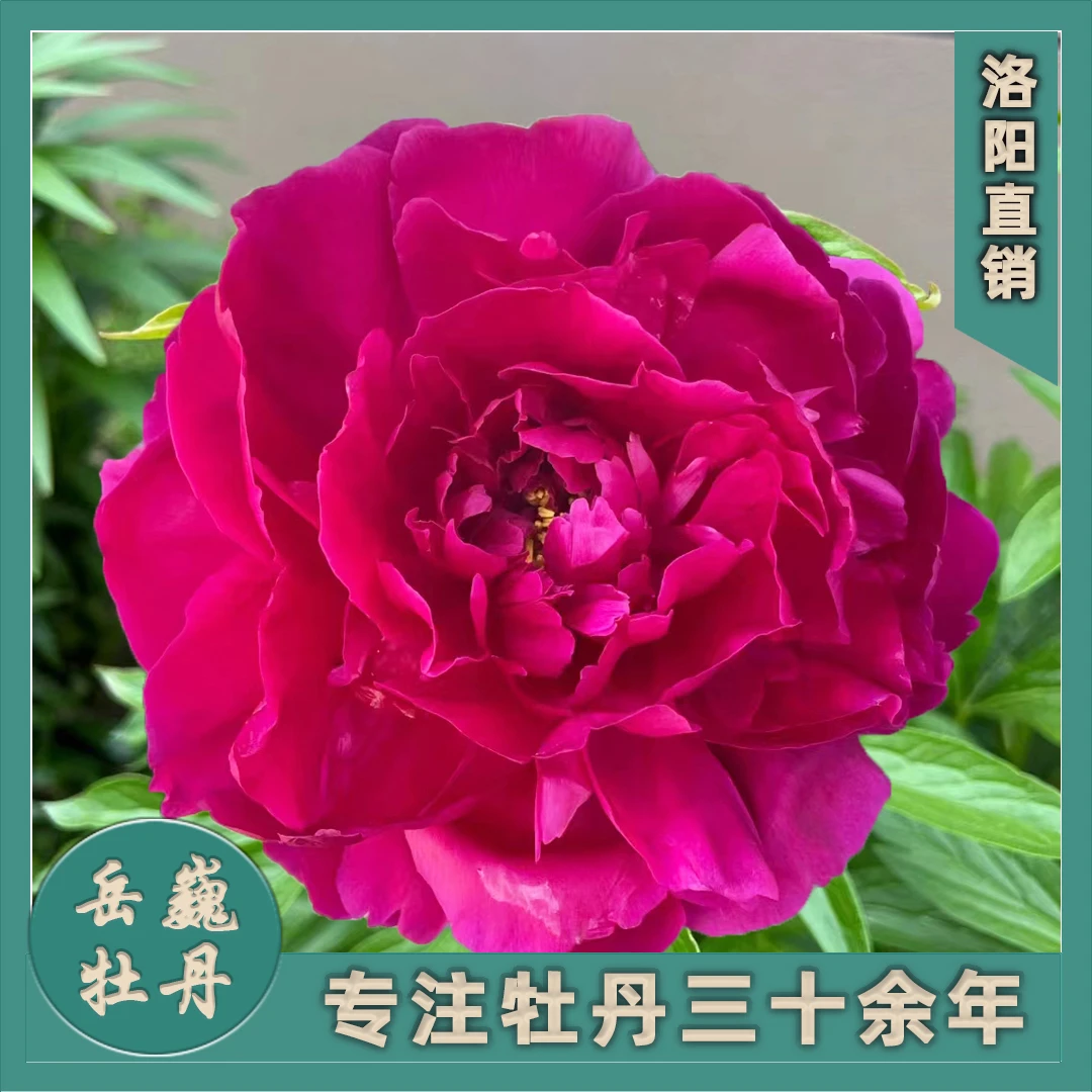 （芍药---黑海波涛)裸根重瓣观赏芍药花栽地栽庭院种植基地花卉