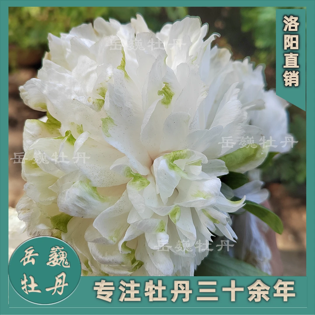 【绿色系—绿目隐玉】盆栽观赏牡丹重瓣大花庭院种植花卉琼台玉露