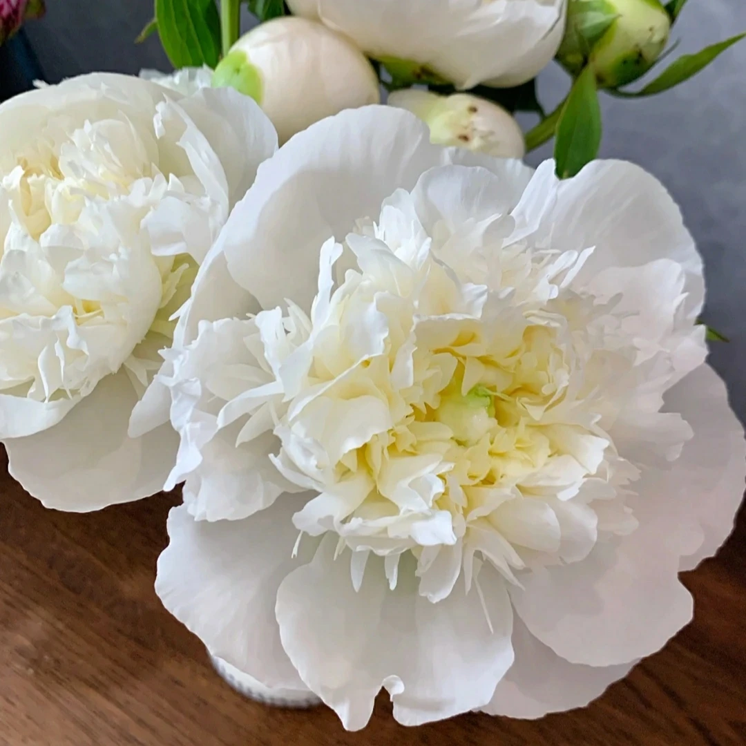 【芍药—公爵夫人】裸根洛阳观赏重瓣芍药庭院种植白色系花卉牡丹