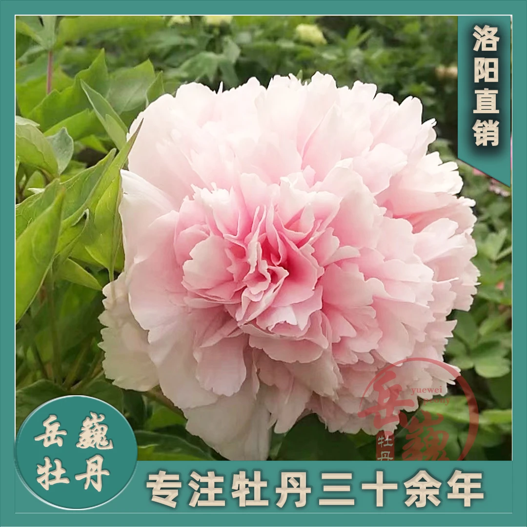 【粉色系—赵粉】裸根洛阳观赏牡丹重瓣大花秋季盆栽庭院种植花卉
