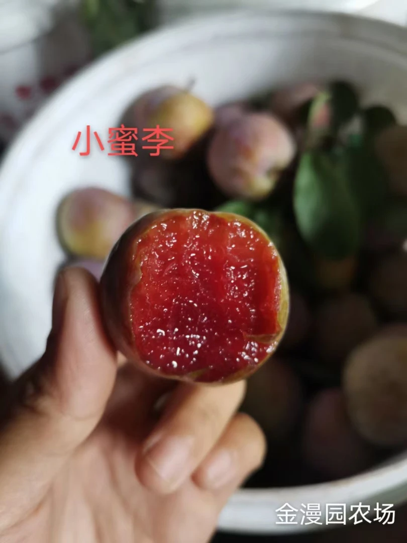 广东韶关始兴金漫园农场新鲜蜜香李果园现摘红心李子可口脆甜