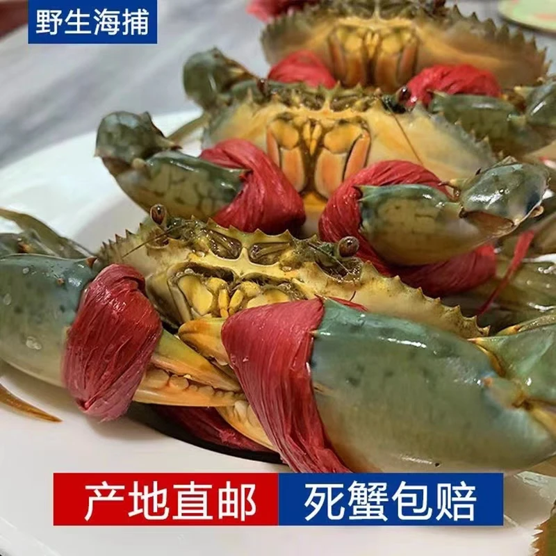 东山岛本港特大红膏蟹红鲟7-1斤/只包活包有膏 海鲜水产