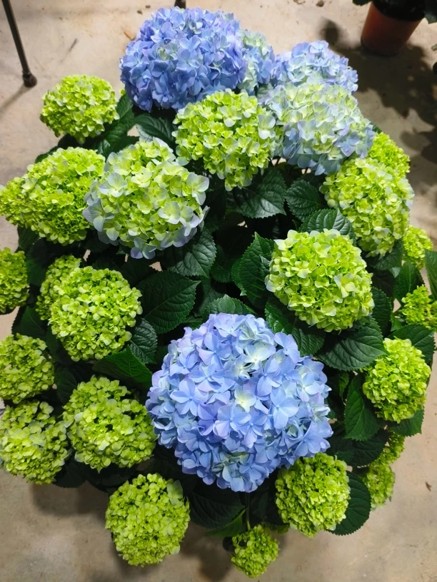 莫奈 大花绣球 盆栽庭院阳台好养护云南昆明基地直发