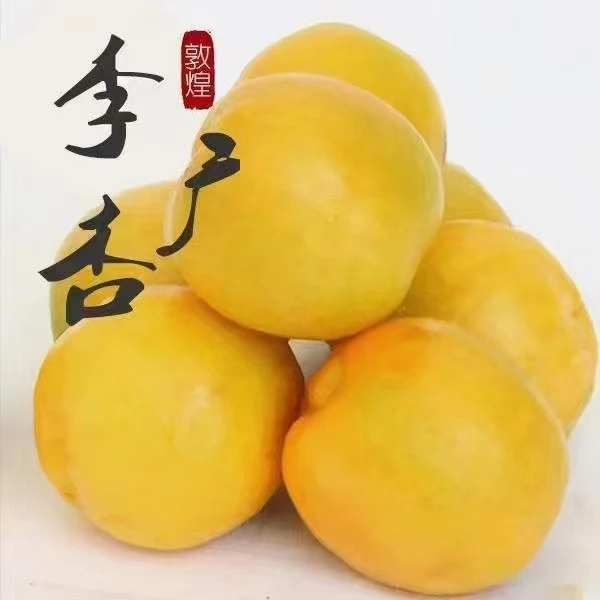 敦煌李广杏果皮金黄色，色泽油光鲜亮，味美汁多，香气四溢。