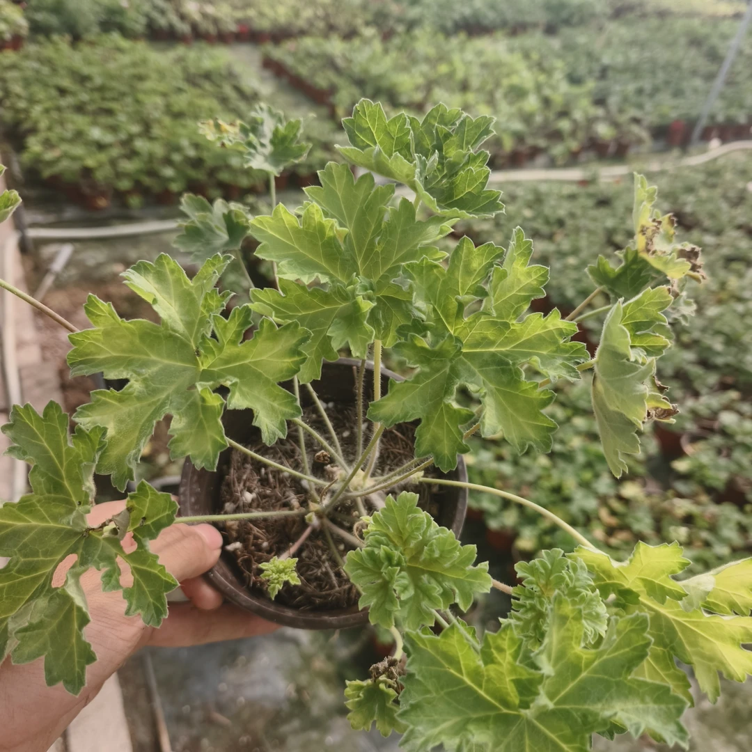 阳光兽系天竺葵，观赏