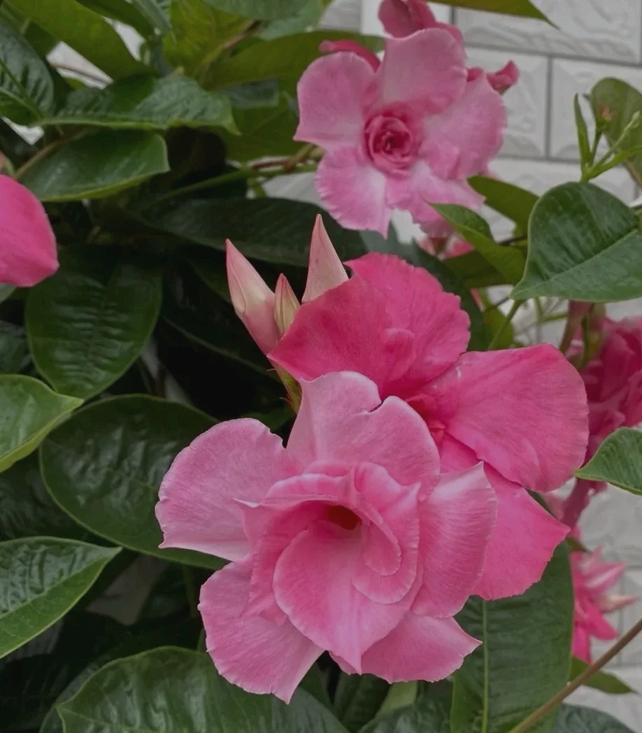粉色重瓣飘香藤盆栽攀援爬藤花卉带花苞庭院阳台客厅植物