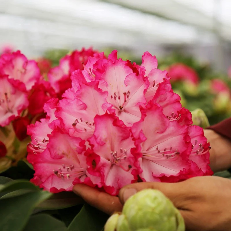 粉黛高山杜鹃花（红粉佳人）盆栽庭院耐寒植物带花苞室外阳台绿植